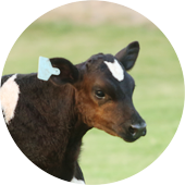 cows-1