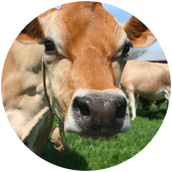 cows-2-1
