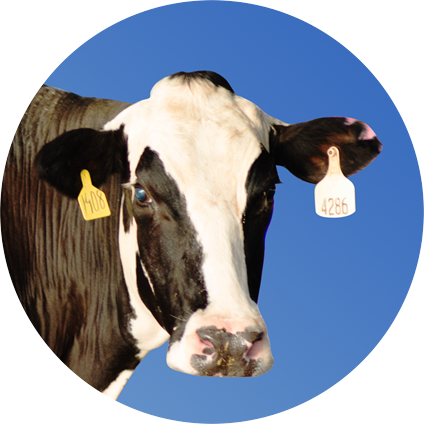 meet-our-cow