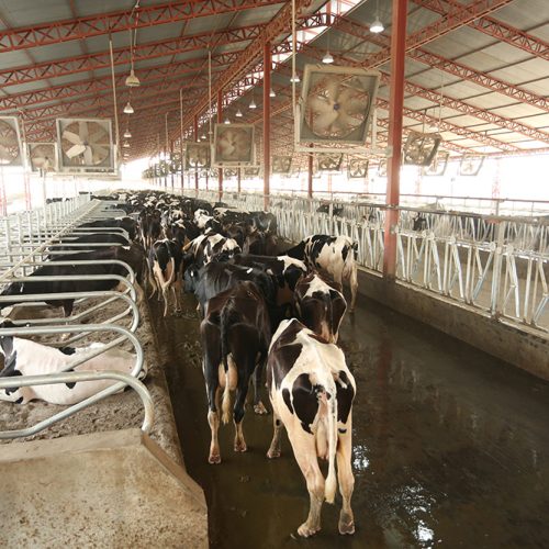 Bam-and-farm