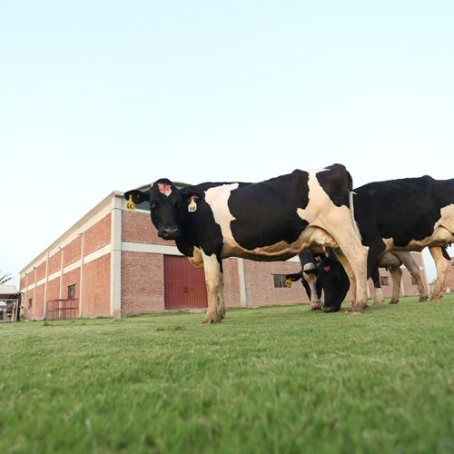 Cows-and-calves