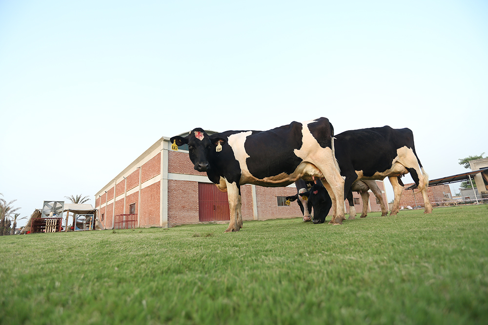 Cows-and-calves