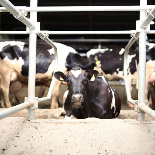 Cows-and-calves
