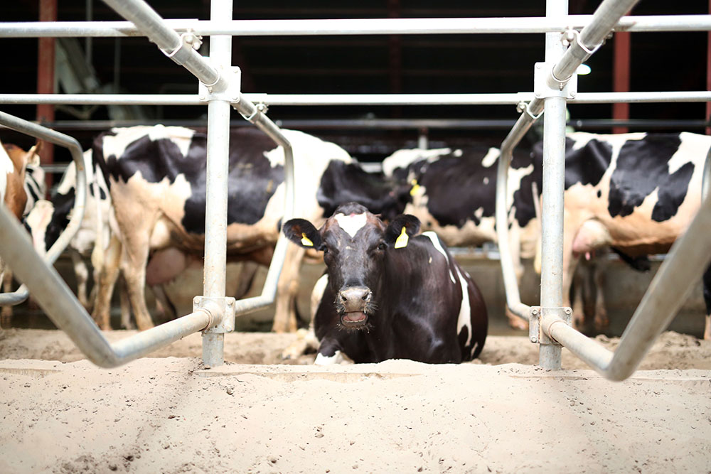 Cows-and-calves