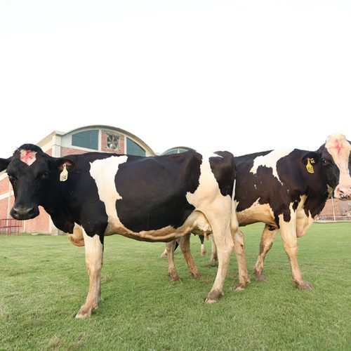 Cows-and-calves