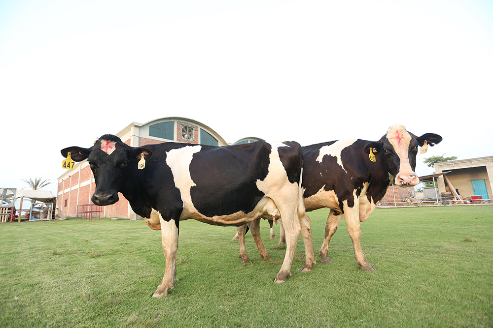 Cows-and-calves