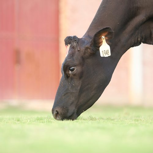 Cows-and-calves