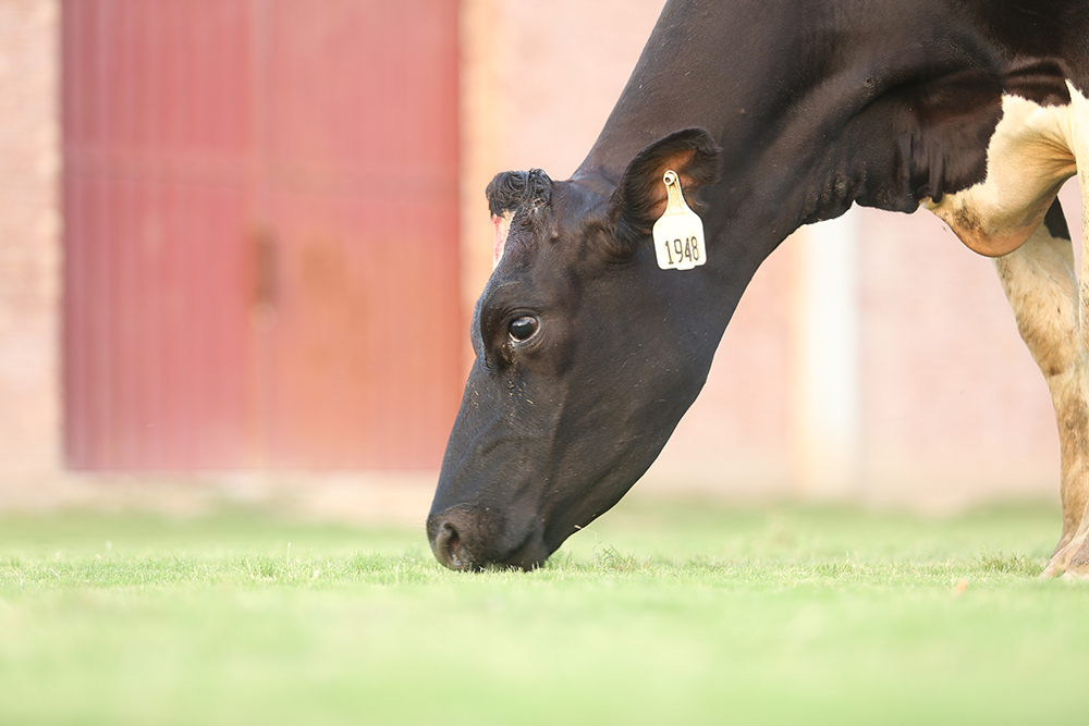 Cows-and-calves