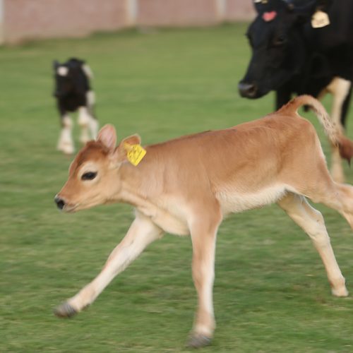 Cows-and-calves