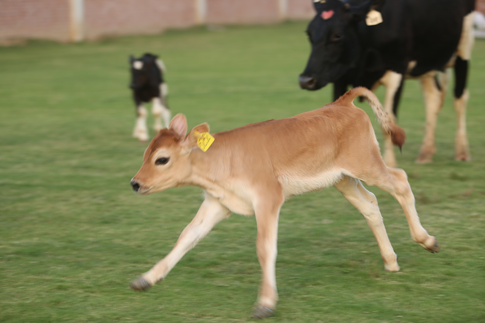 Cows-and-calves
