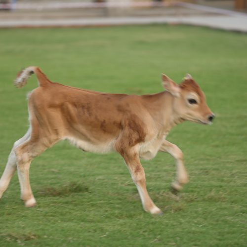 Cows-and-calves