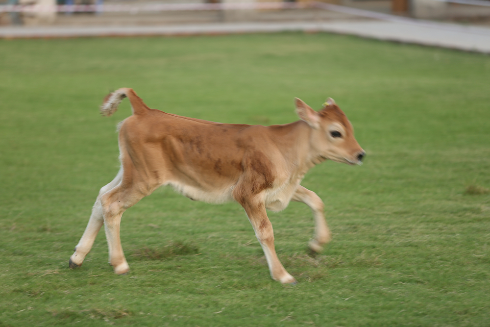 Cows-and-calves