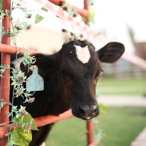 Cows-and-calves