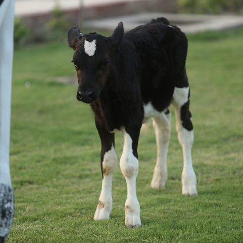 Cows-and-calves
