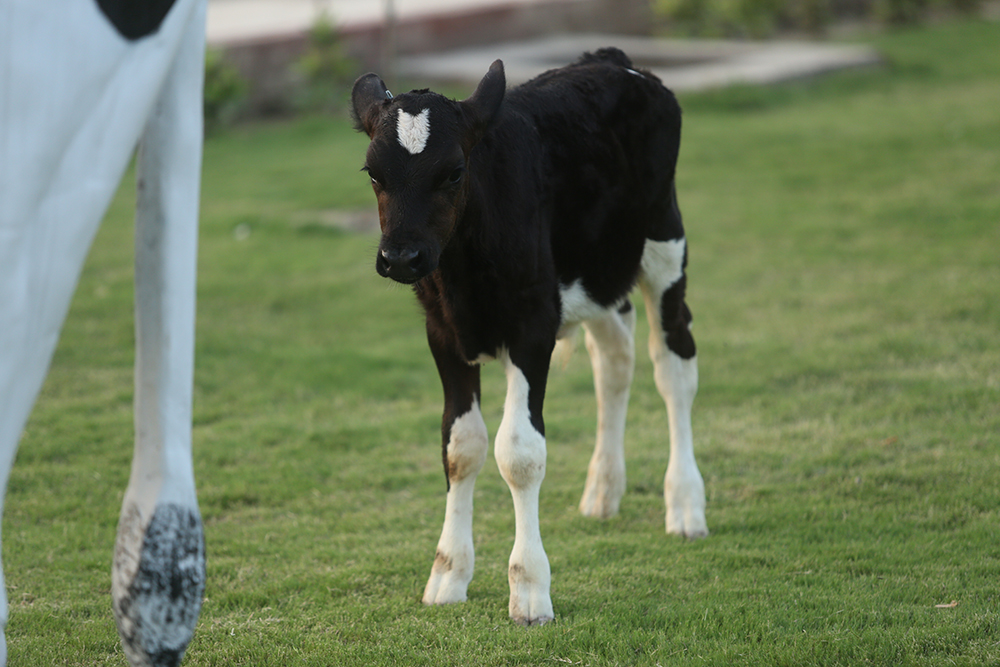 Cows-and-calves
