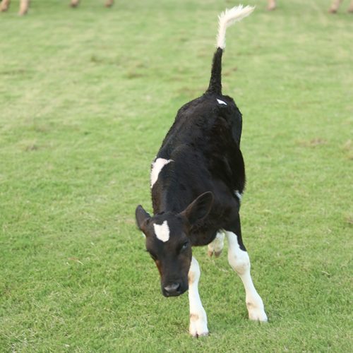 Cows-and-calves