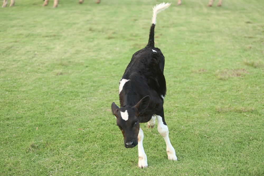 Cows-and-calves