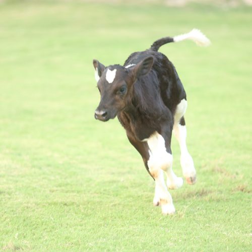 Cows-and-calves