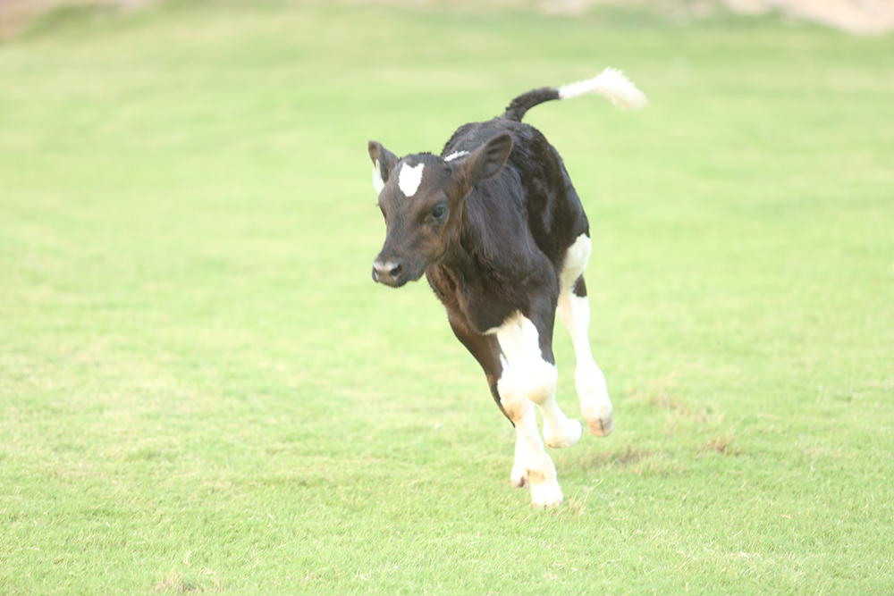 Cows-and-calves