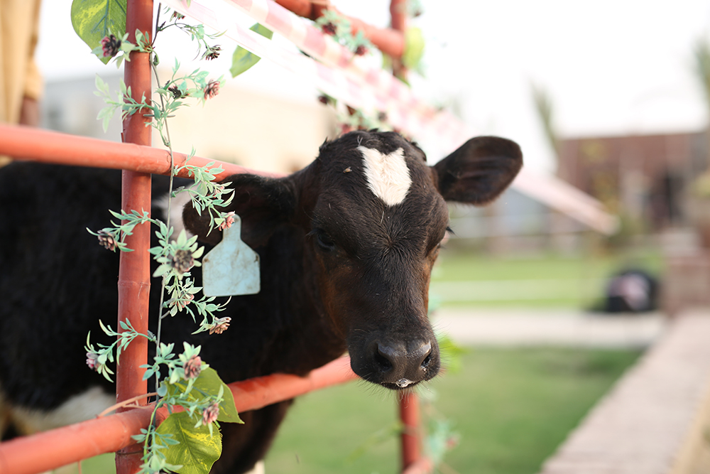 Cows-and-calves