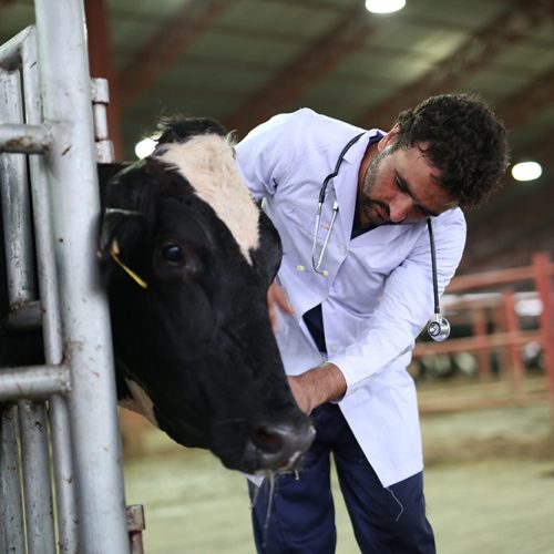 Animal-welfare