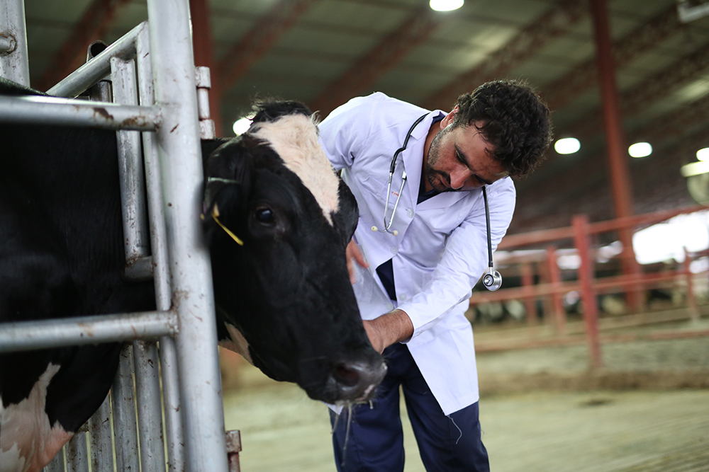 Animal-welfare