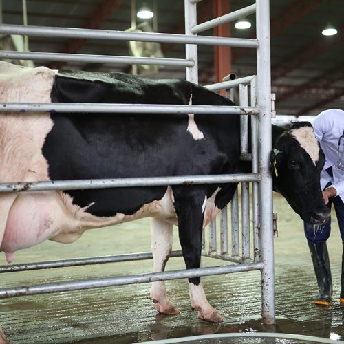 Animal-welfare