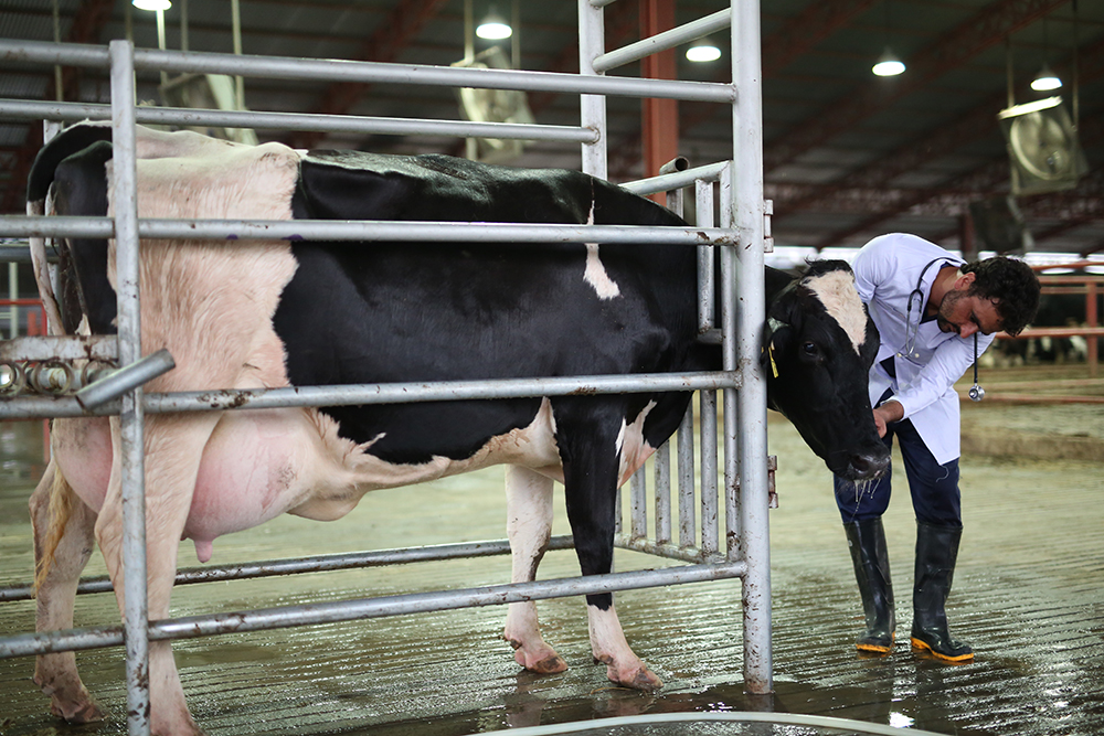 Animal-welfare