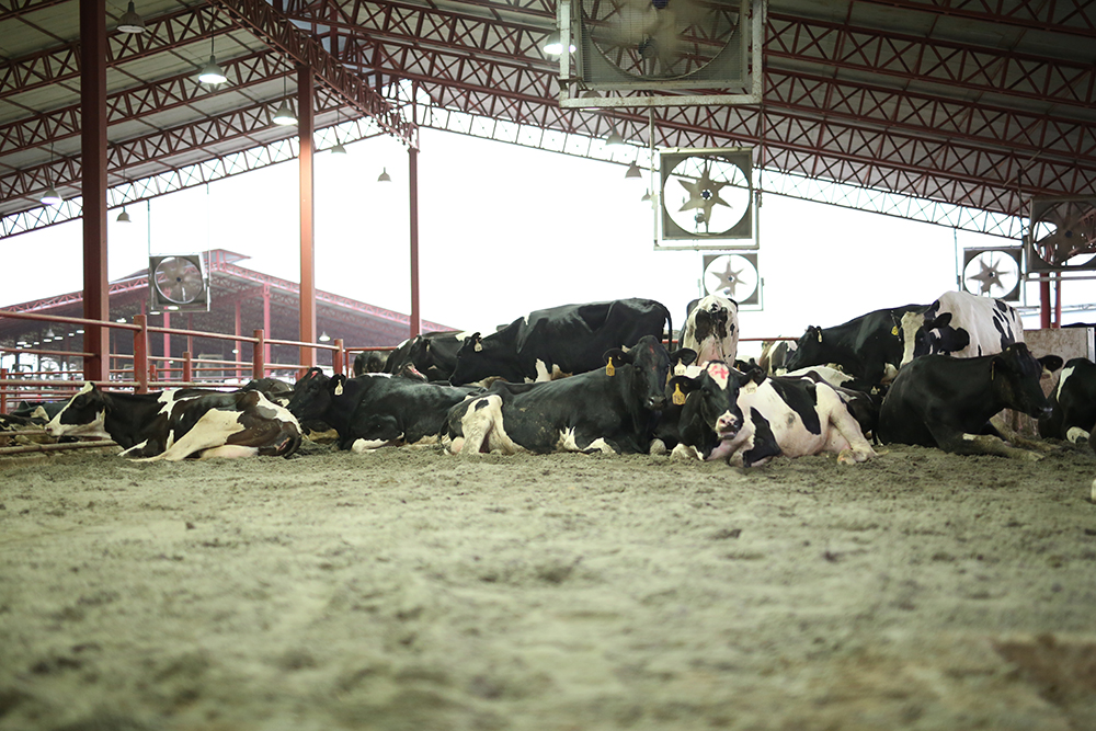Minha-Animal-welfare