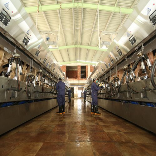 milking-parlour