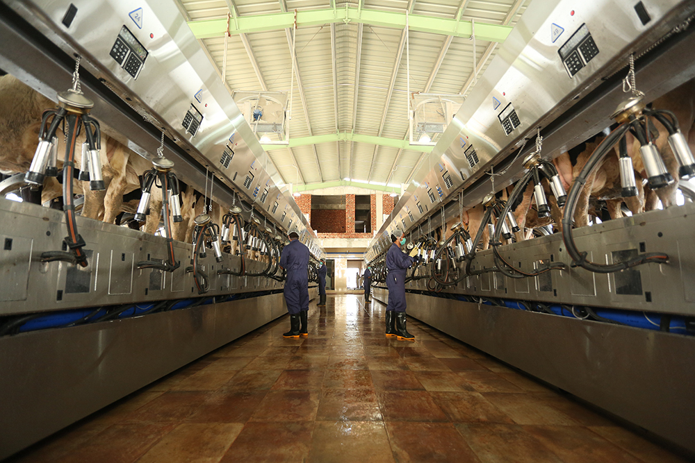 milking-parlour