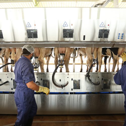 milking-parlour