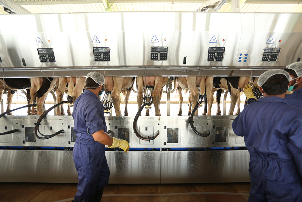 milking-parlour