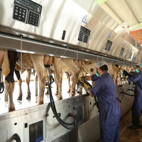 milking-parlour