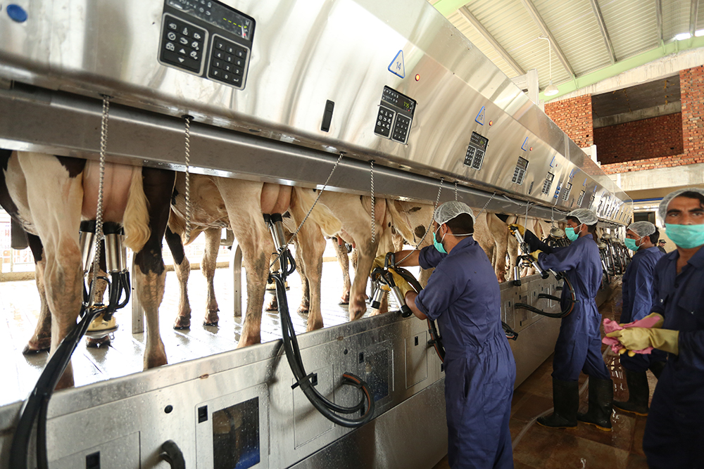 milking-parlour