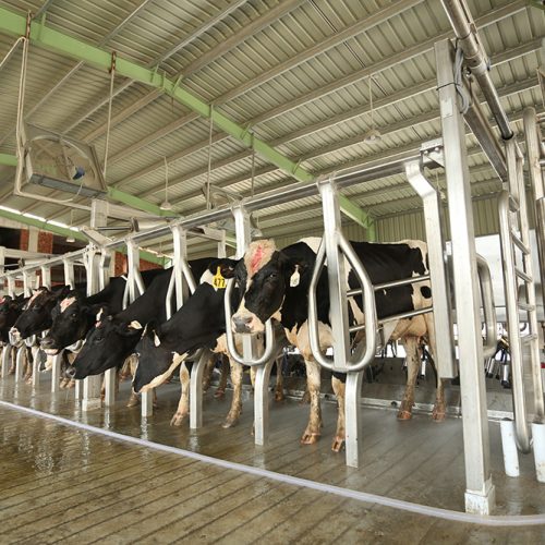 milking-parlour