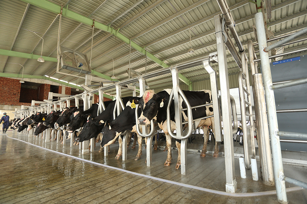 milking-parlour